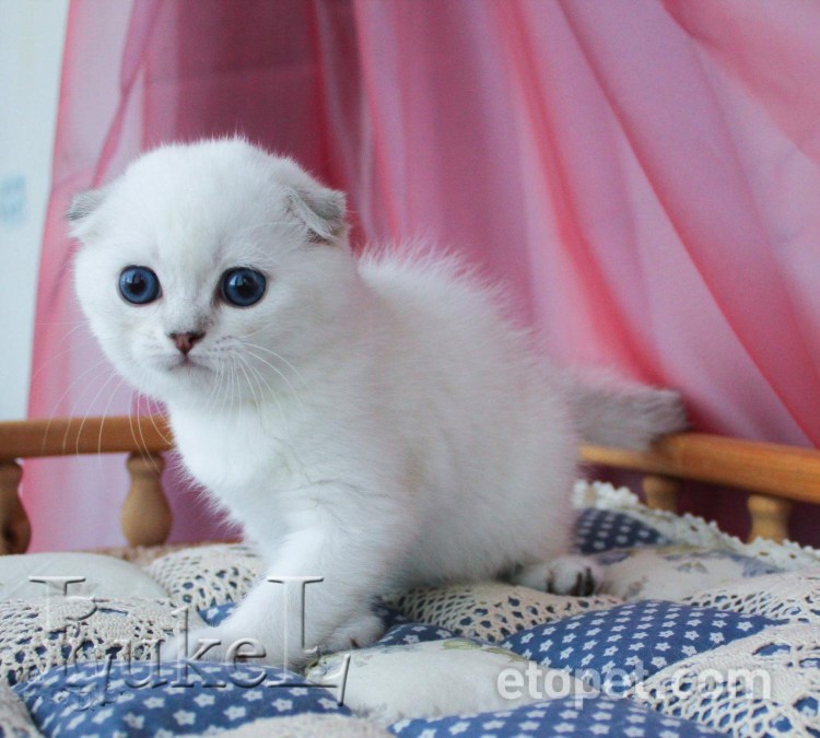 Скоттиш фолд шиншилла