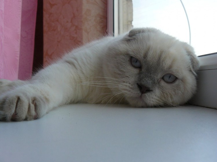 Шотландская вислоухая скоттиш фолд голубоглазый