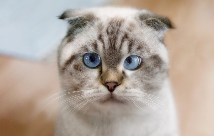 Шотландская прямоухая кошка белая