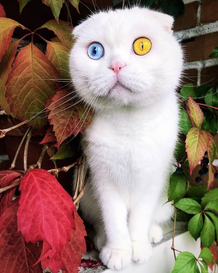 Шотландский вислоухий кот хайленд фолд