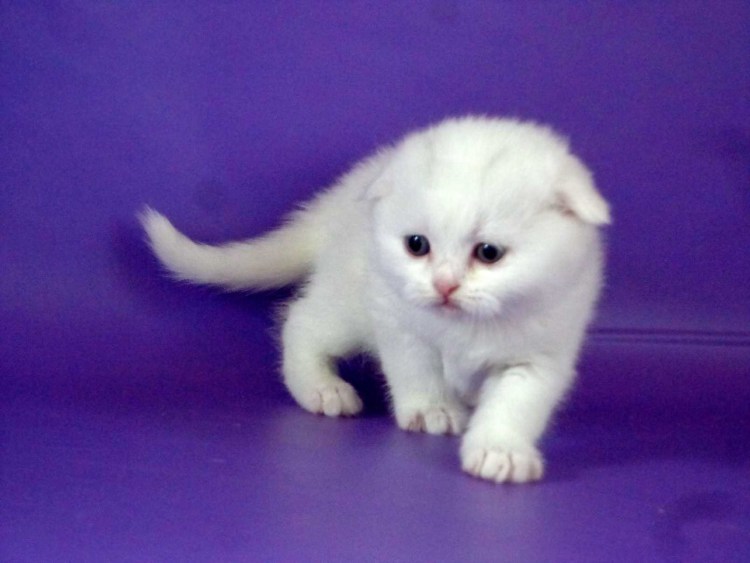 Вислоухие котята белые молочного цвета
