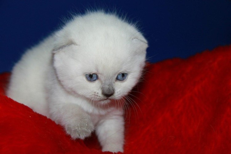 Скоттиш фолд белый