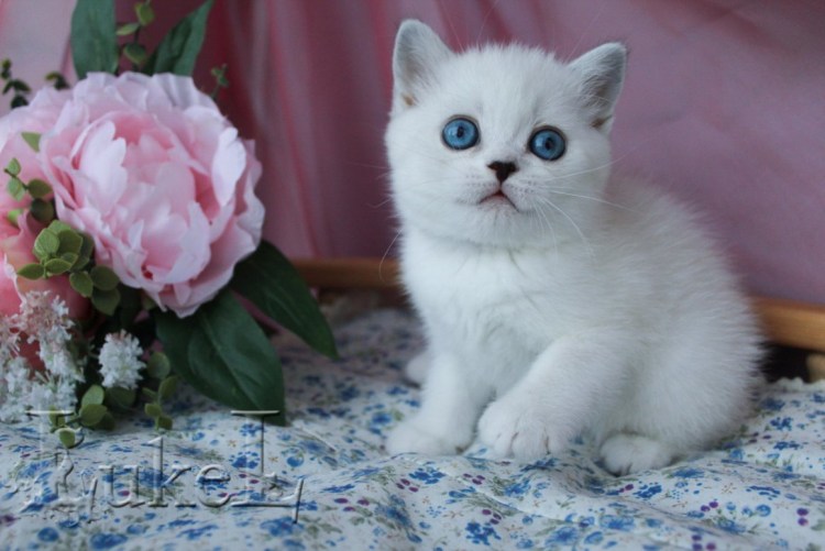 Скоттиш-фолд Шотландская вислоухая кошка белый