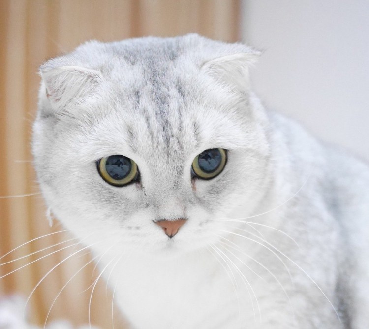 Шотландский лиловый с.белым