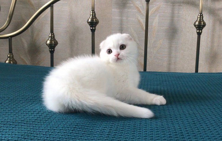 Скоттиш фолд белый Бусинка