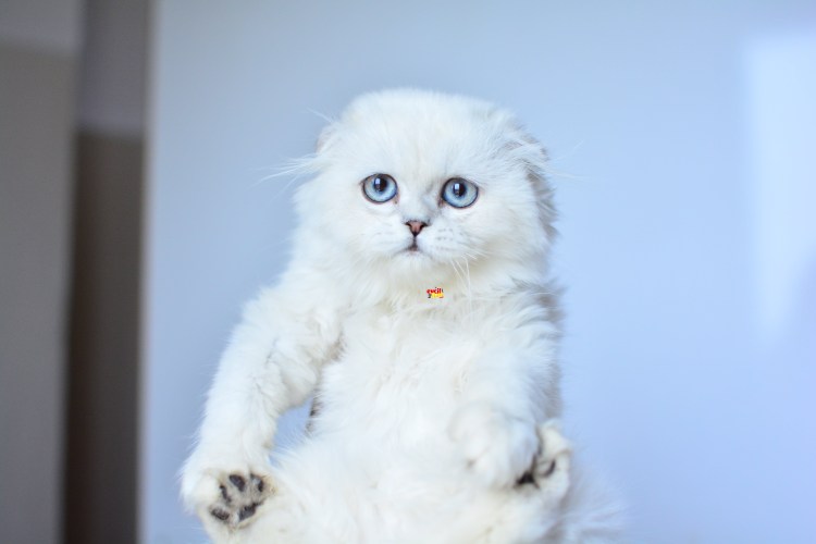 Коты с со свернутыми ушам белые