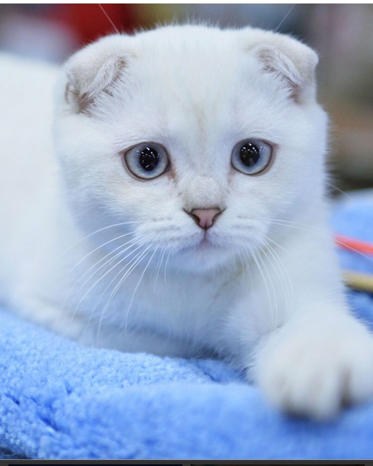 Шотландская вислоухая кошка белая с голубыми