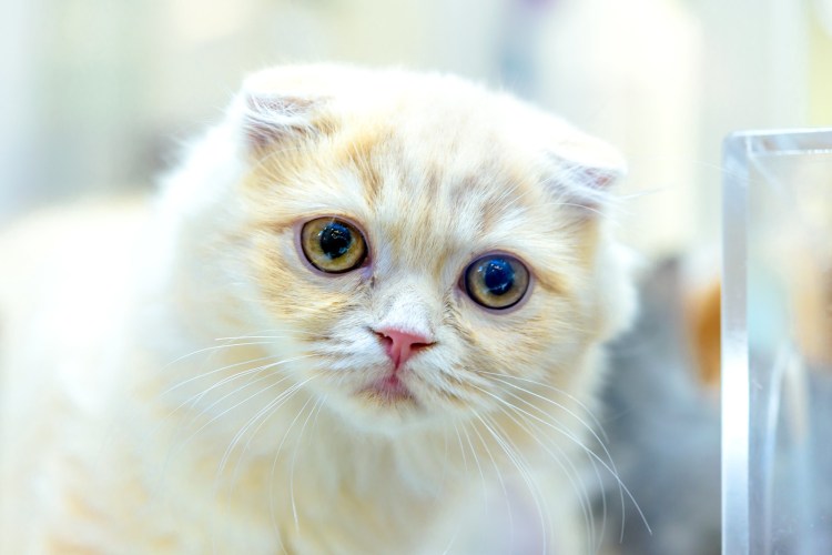 Белые кошек девочек шотландских вислоухих