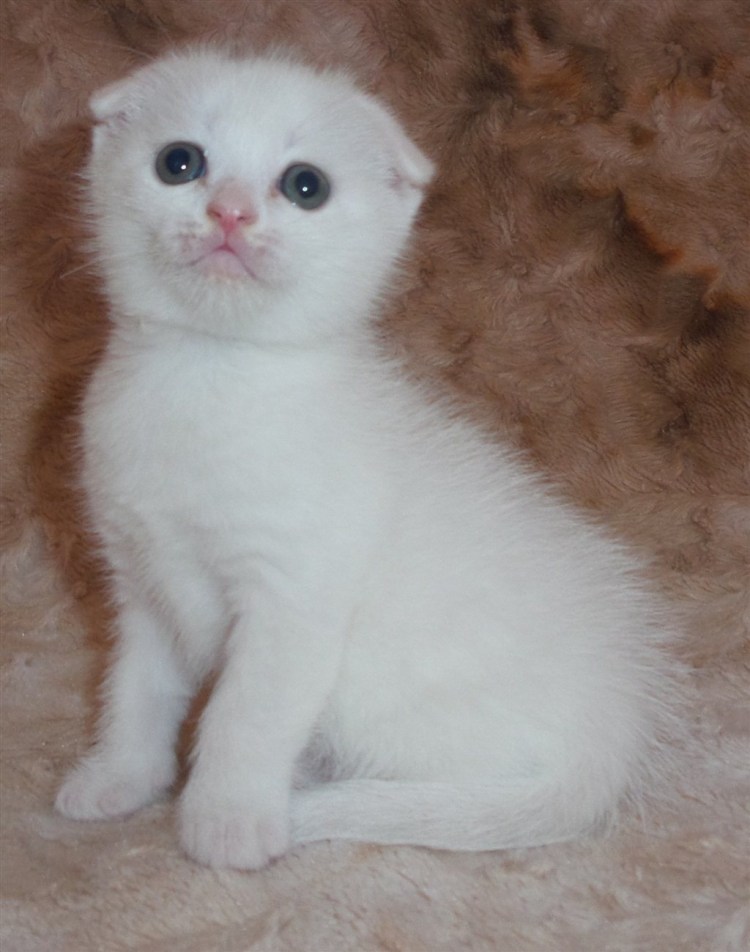 Белая кошка с голубыми глазами порода