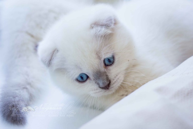 Скоттиш фолд вислоухий белый