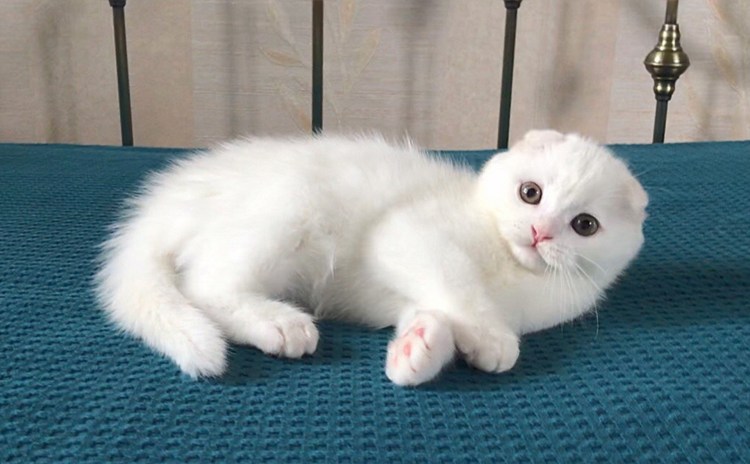 Шотландские вислоухие коты белые