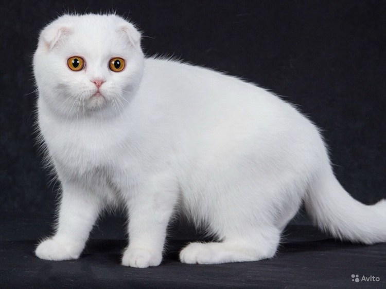 Скоттиш страйт голубоглазый