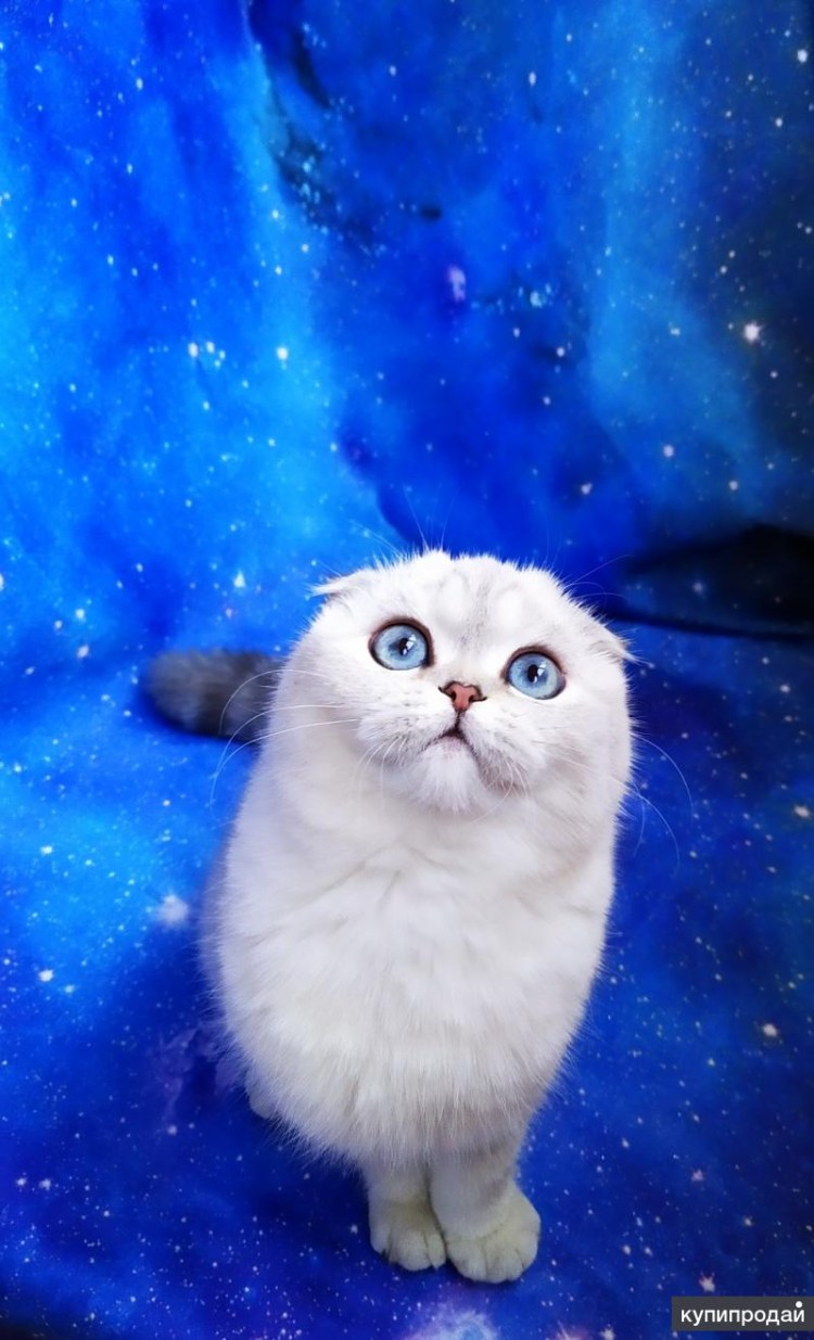 Вислоухий скоттиш серебристая шиншилла