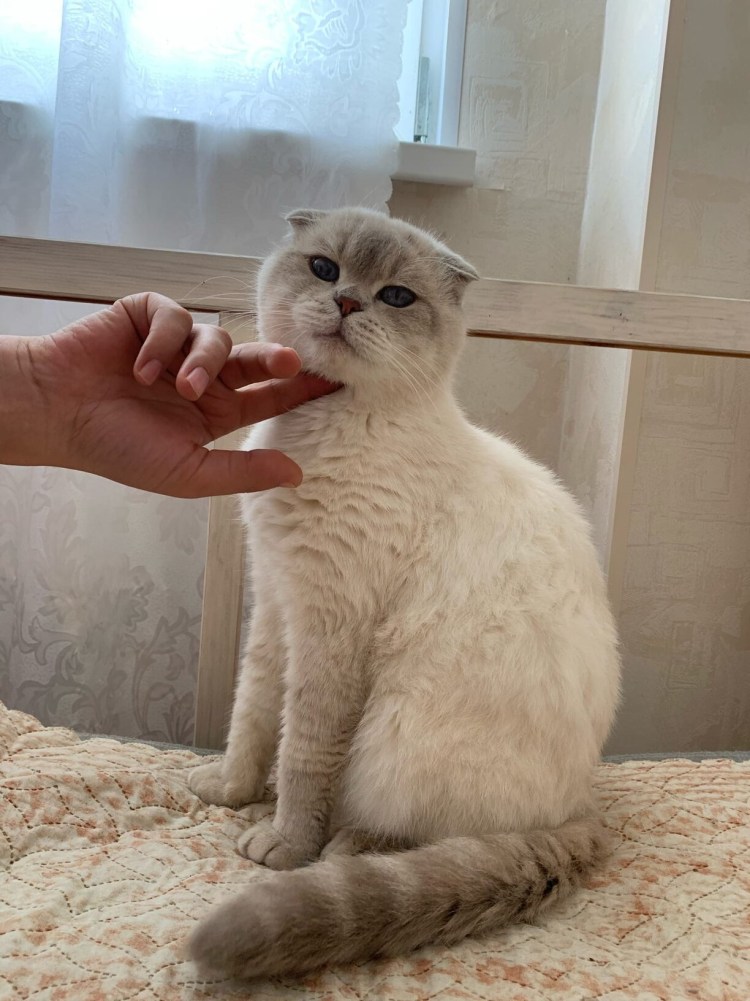 Белый вислоухий кот