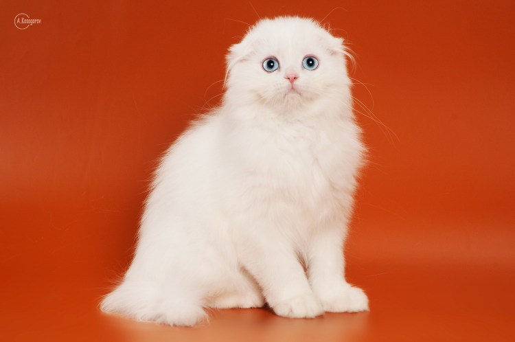 Вислоухий британец белый