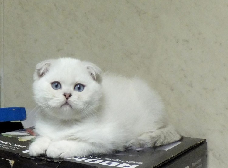 Котята Шотландские вислоухие белый поинт