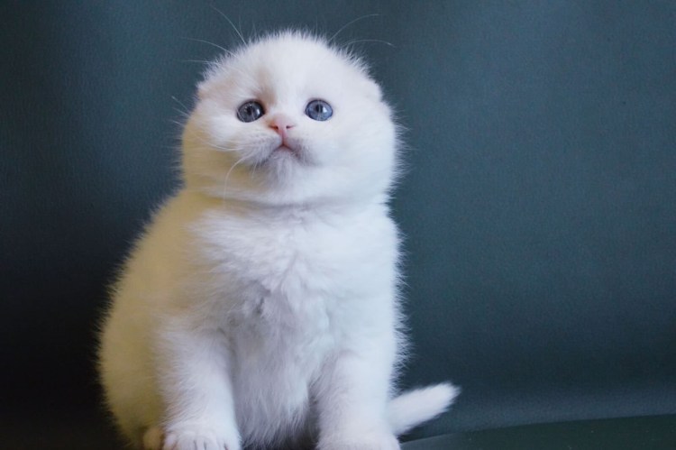 Шотландская кошка белого окраса