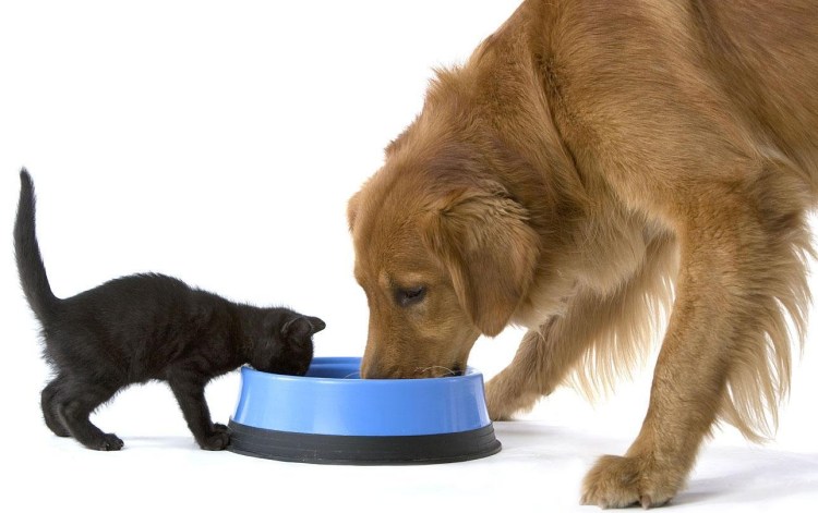 Миски для щенков