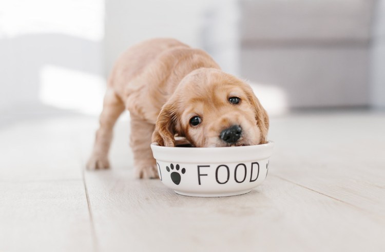 Собака пьет воду