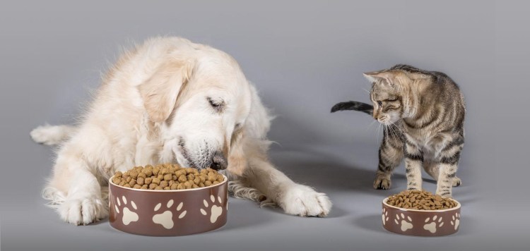 Собака ест из миски