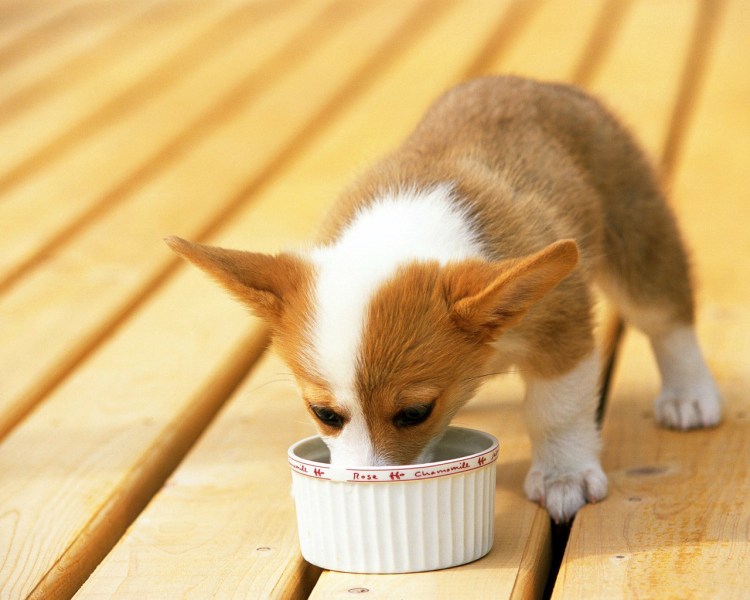 Собака лакает