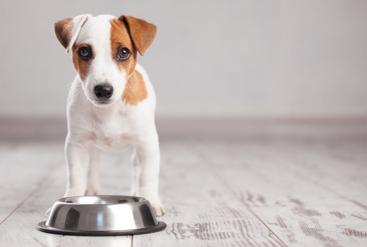 Миска для корма для собак