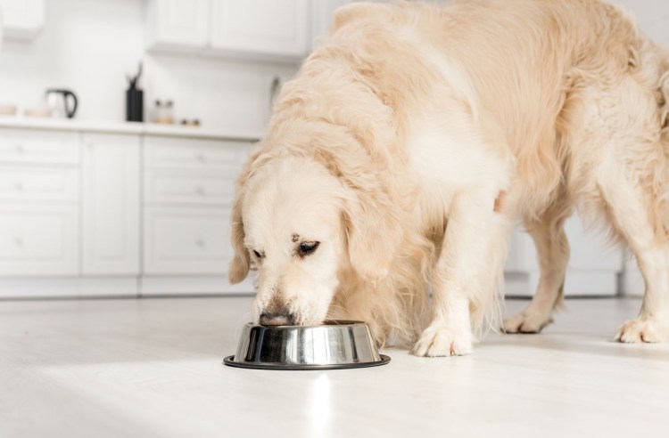 Миска для собак