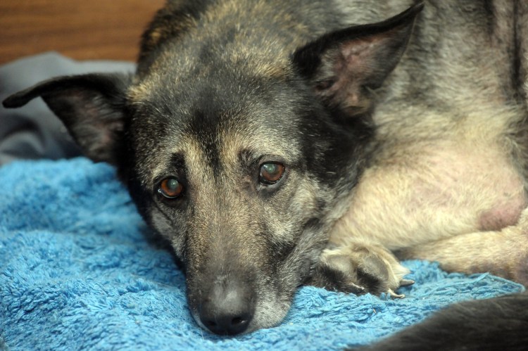 Собака в машине жара