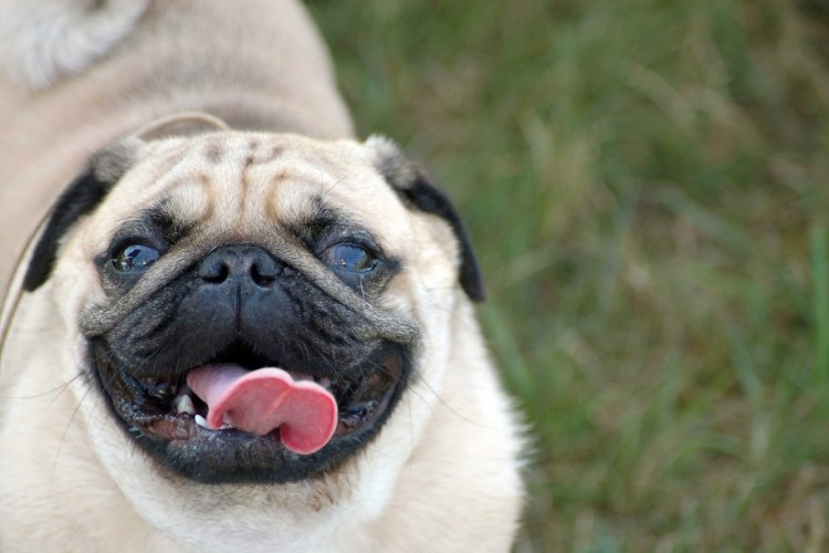 Вялость животных