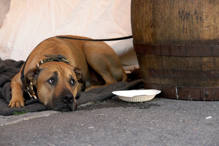 Вынужденные позы животных