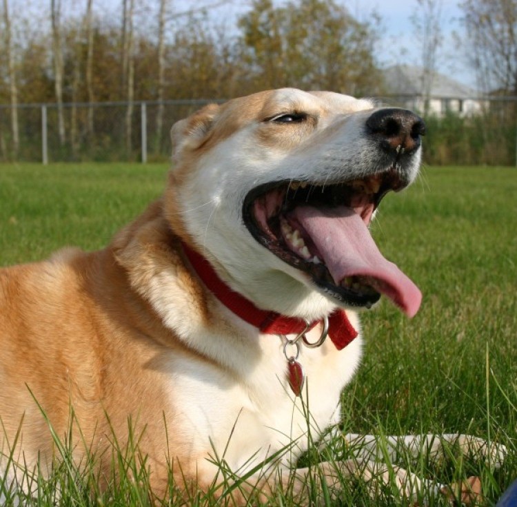 Бежать высунув язык картинка