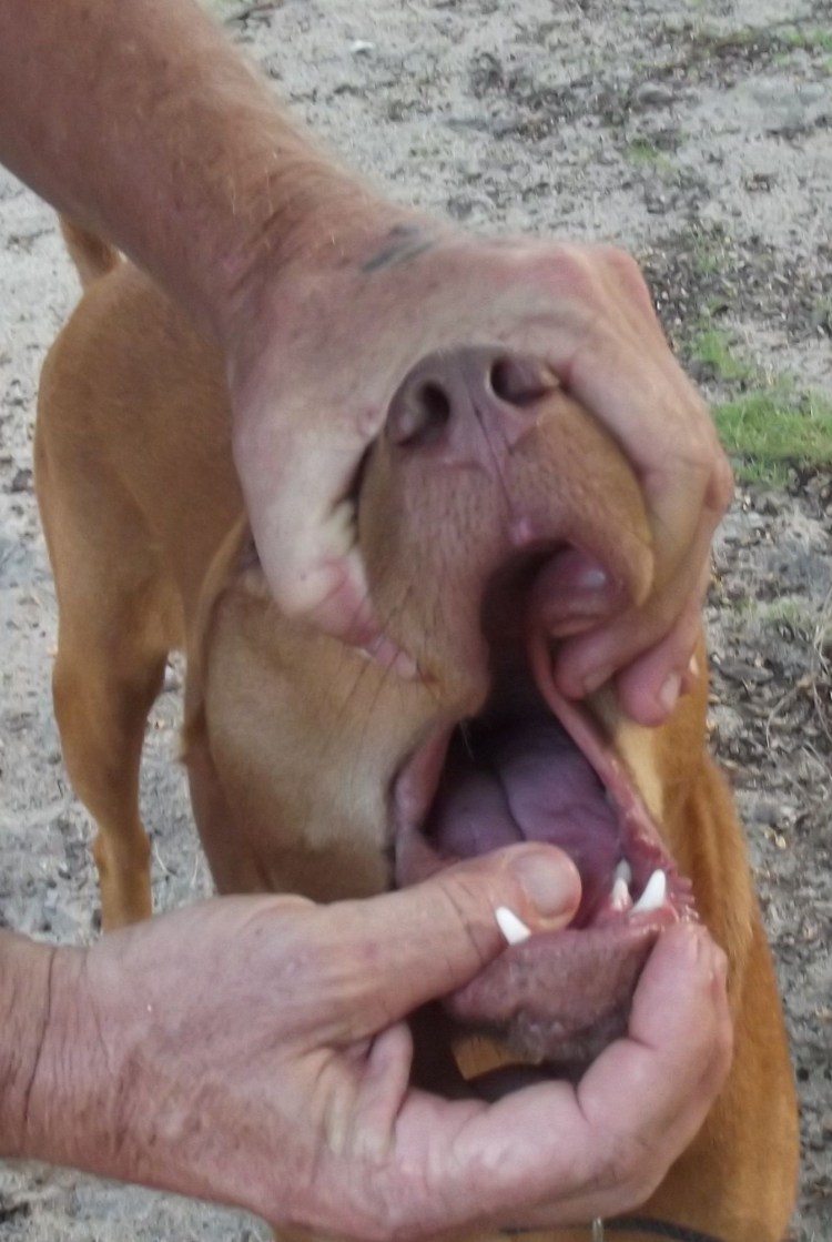 Собака кашляет