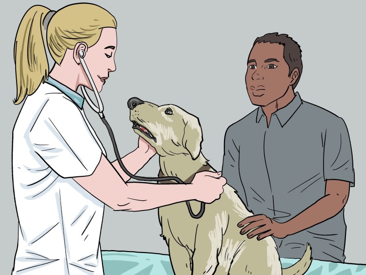 Похвалить собаку