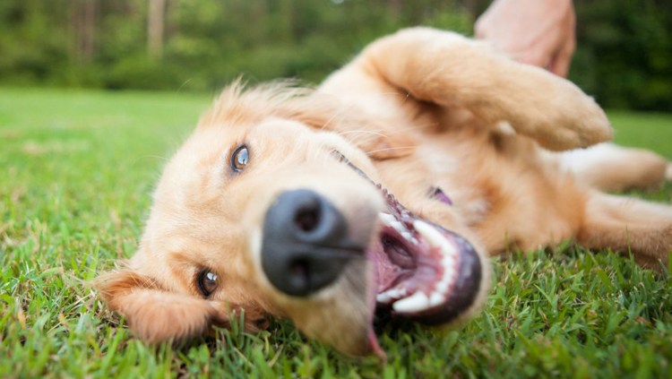 Собака задыхается и хрипит