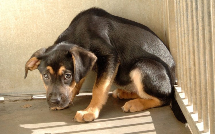 Смешная уличная собака