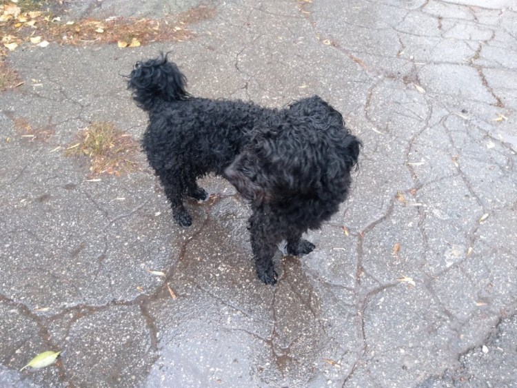 Метис той пуделя