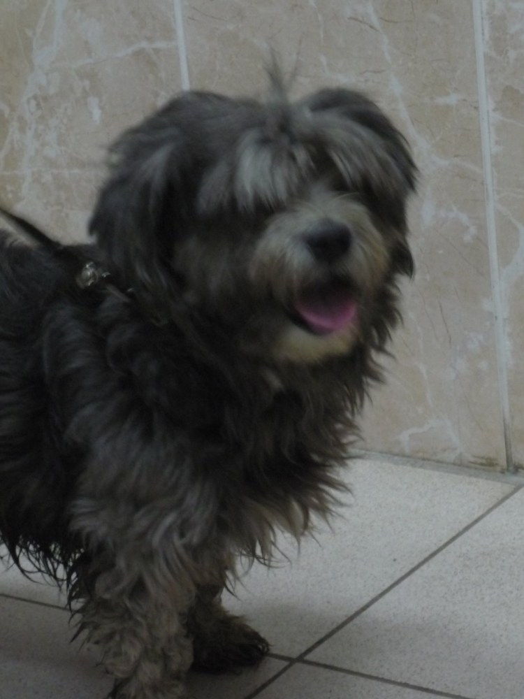 Смесь пуделя и Болонки