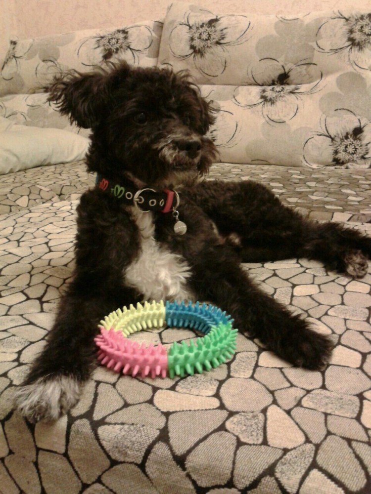 Метис мальтезе и пуделя