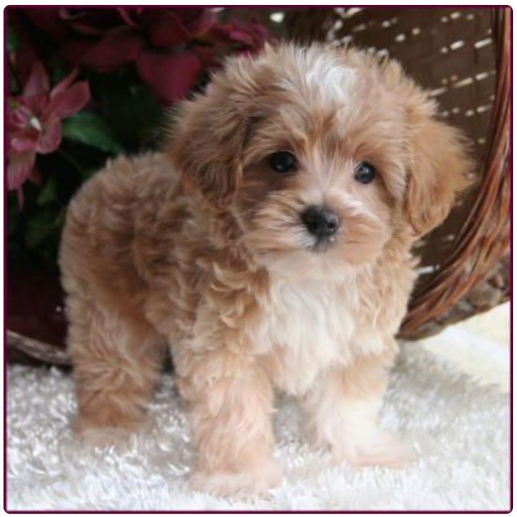 Мальтезе пудель мальтипу