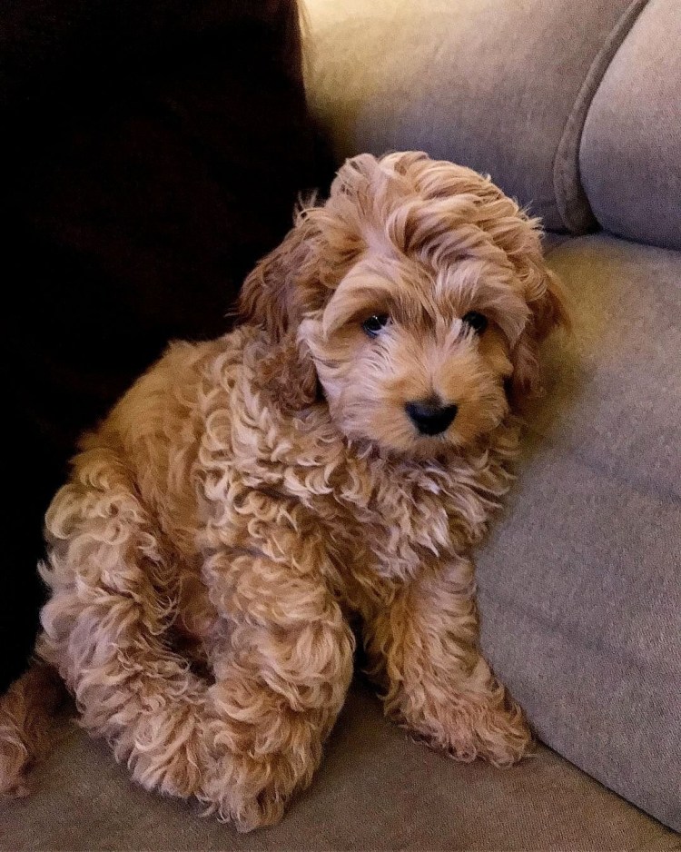 Болонка с пуделем