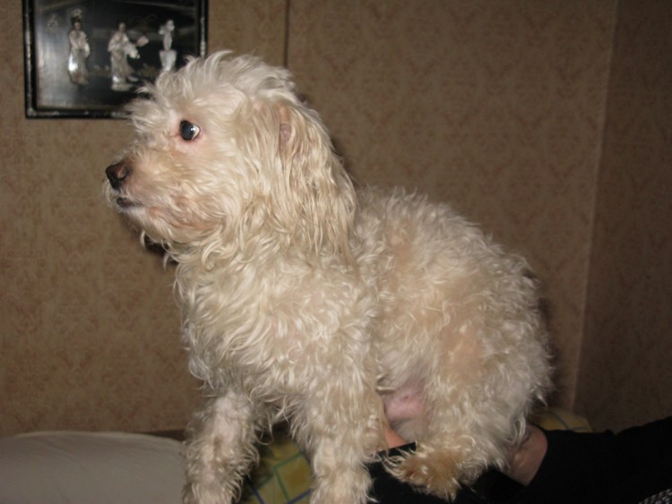 Смесь Бишон фризе