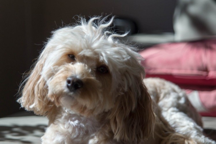 Мальтипу спаниель