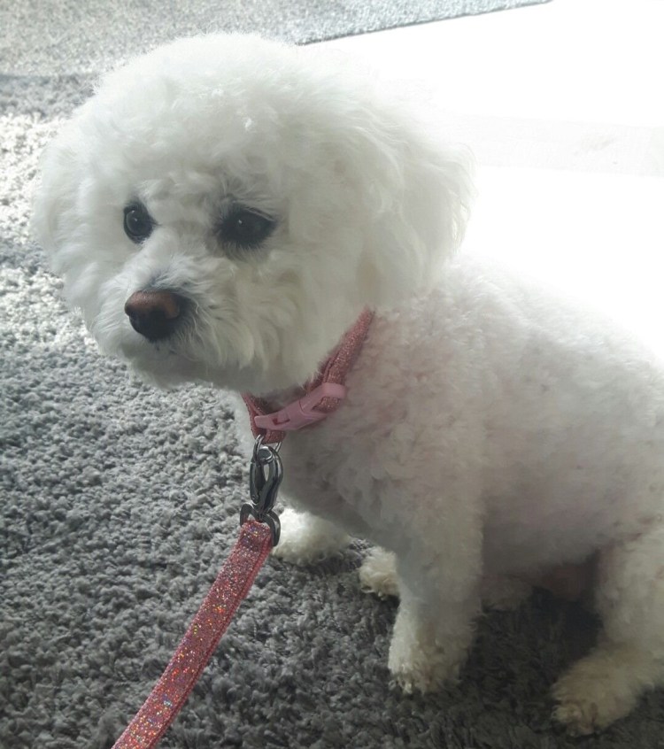 Мальтийский пудель карликовый