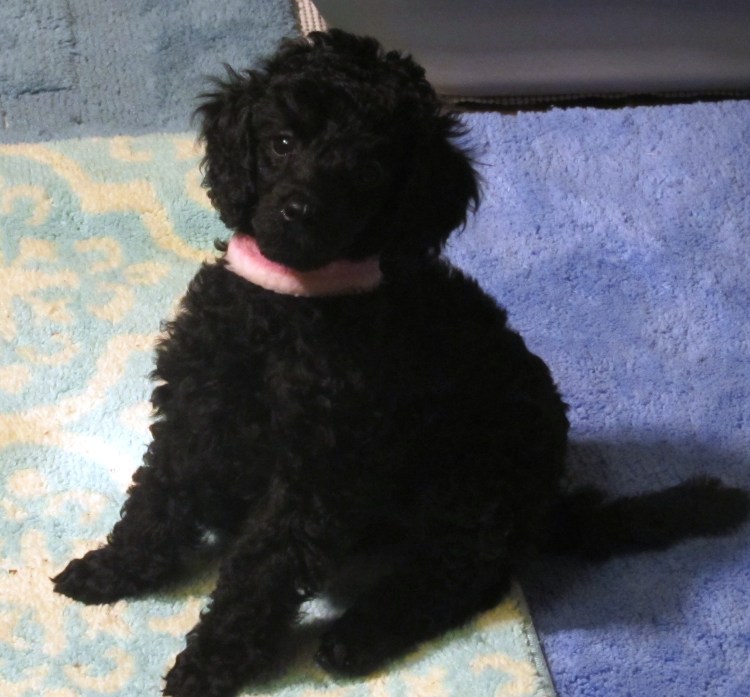 Помесь пуделя и Болонки