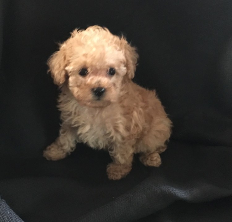 Метис мальтипу