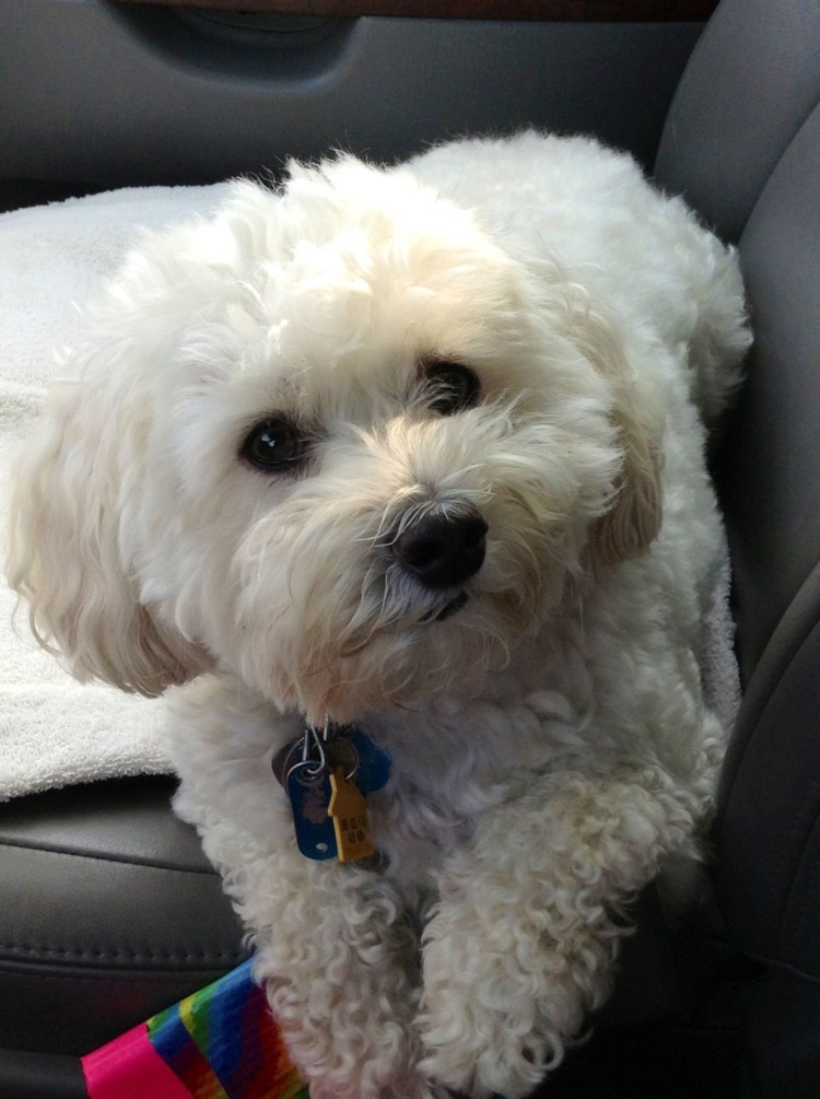 Метис пуделя и дворняги