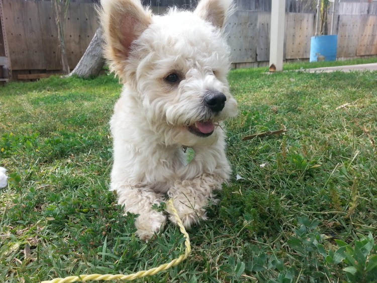 Кинг Чарльз болонка