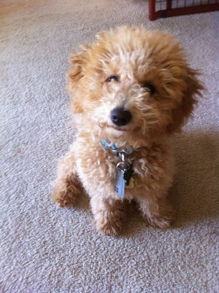 Метис мальтийской Болонки