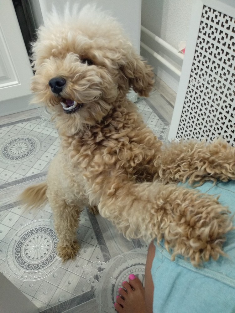 Кокапу щенки мини