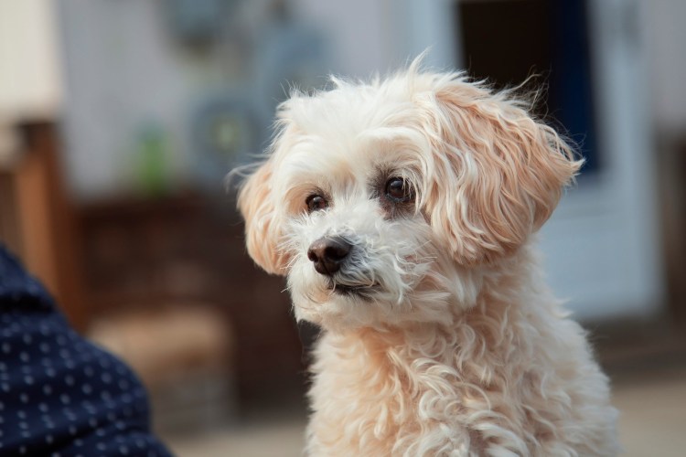 Мальтийская болонка мальтипу